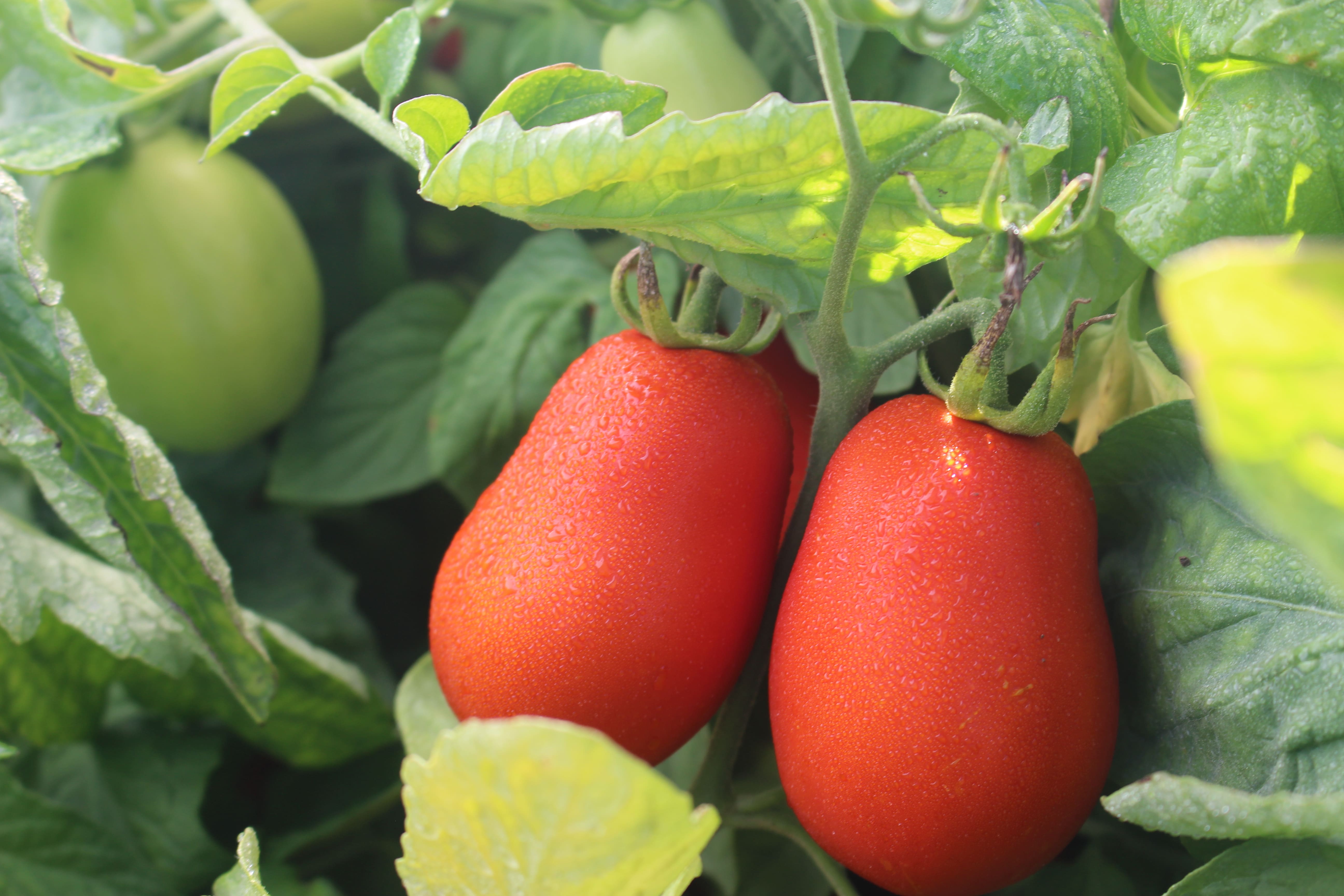 DEI_FRATELLI_TOMATO_PLANT_3