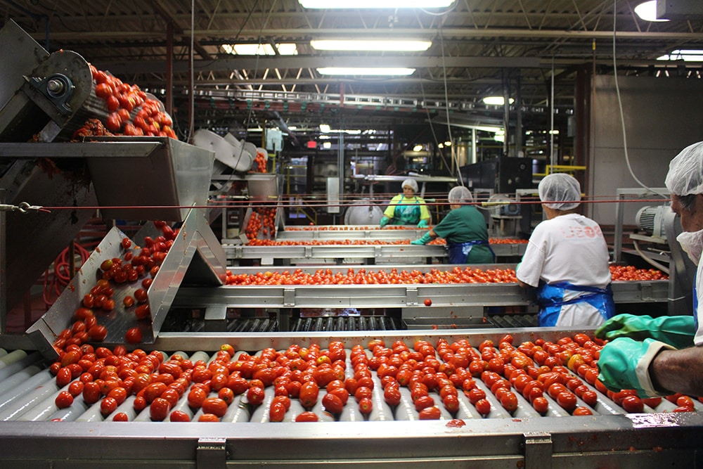 DEI_FRATELLI_TOMATO_SORT Fresh tomatoes being sorted by hand to ensure the highest quality tomatoes are made into our tomato products