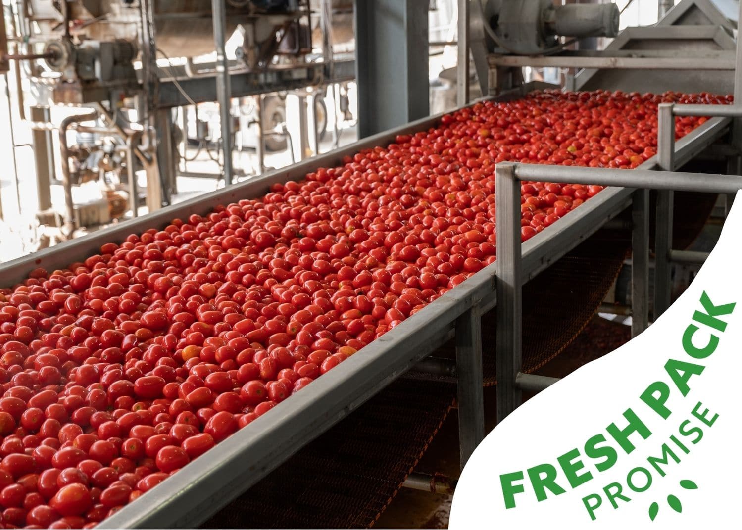 DF_Fresh_Pack_Promise_Tomatoes Conveyor Belt of Freshly Picked and Washed Tomatoes ready to be canned - Fresh Pack Promise