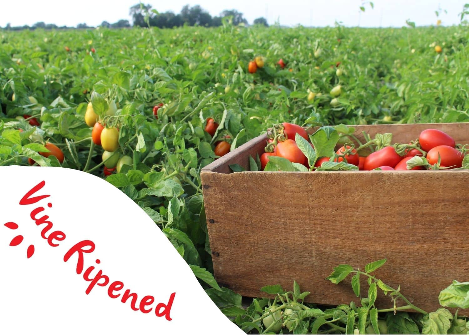 DF_Vine_Ripened_Tomatoes Dei Fratelli Vine-Ripened - Vine Tomatoes in Crate