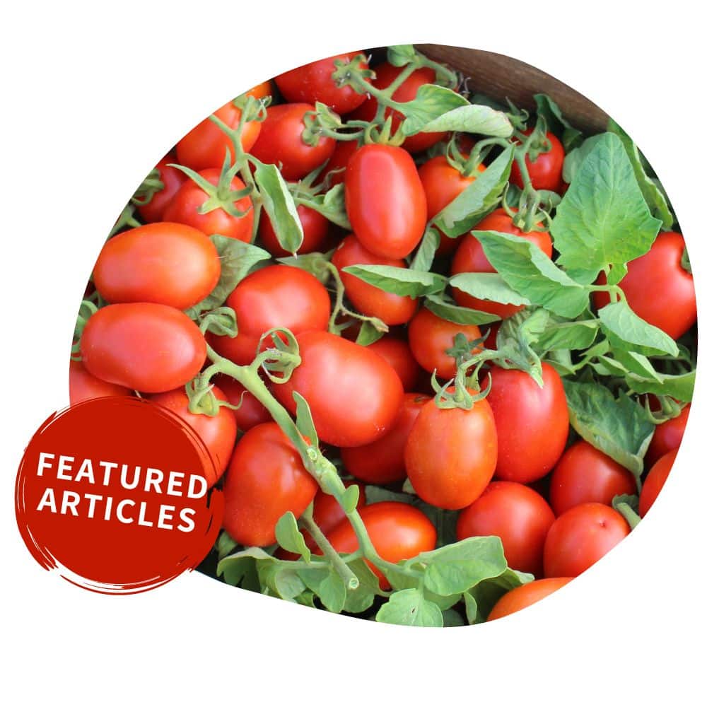 Newsroom Image and Featured Articles Button Image of Fresh Tomatoes and Button to our Featured Articles