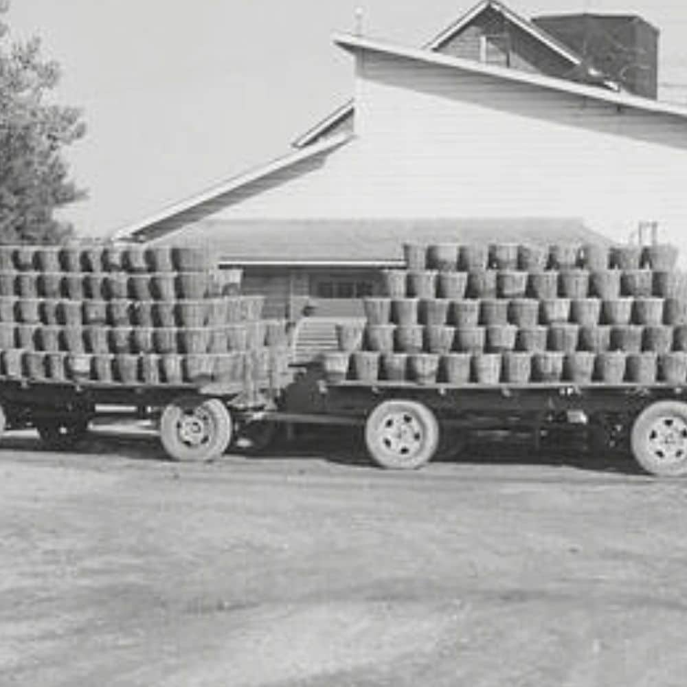 Timeline Image for 1924 Image of Tomatoes being delivered in baskets in 1924